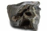 Fossil Woolly Rhino (Coelodonta) Tooth - Siberia #316651-2